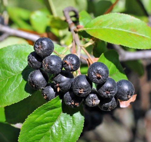 Aronia Powder