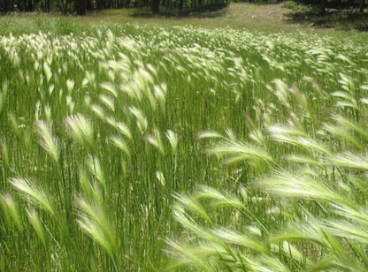 Barley Grass Capsules