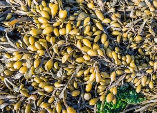 Bladderwrack Capsules