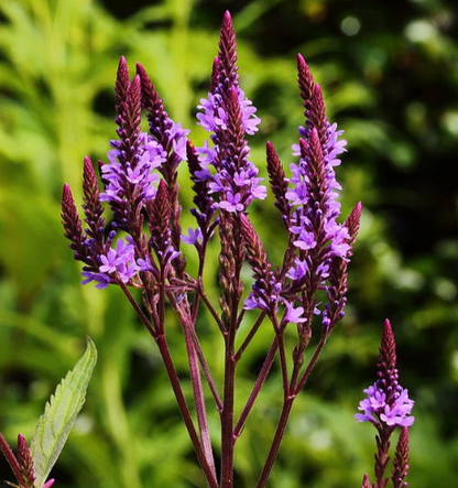 Blue Vervain Capsules