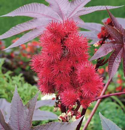 Jamaican Black Castor Oil