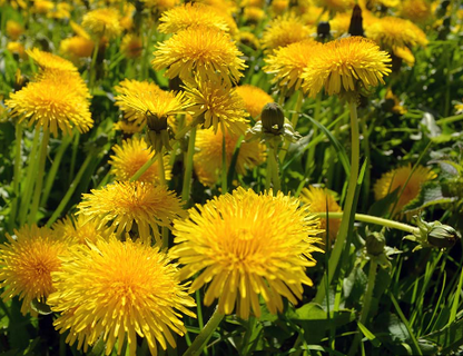 Dandelion Capsules