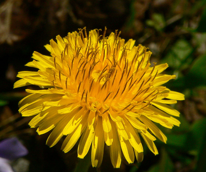 Dandelion Capsules