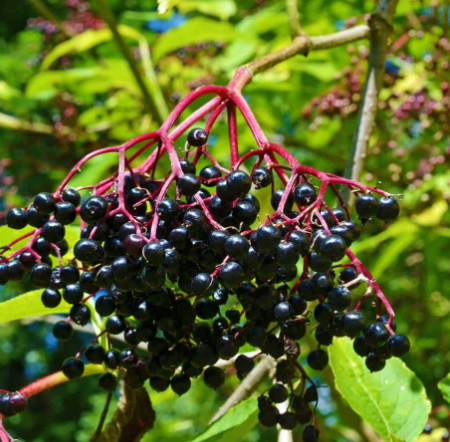 Elder Berry Capsules