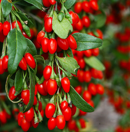 Goji Berry Capsules