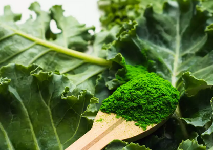 Kale Leaf ( 1 lb Powder )