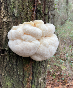 Lion's Mane Mushroom Capsules