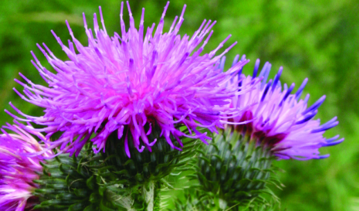 Milk Thistle (1 lb Powder)