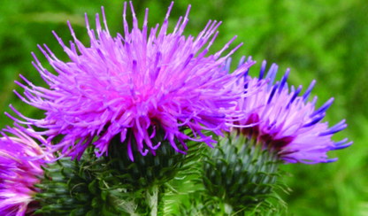 Milk Thistle (1 lb Powder)