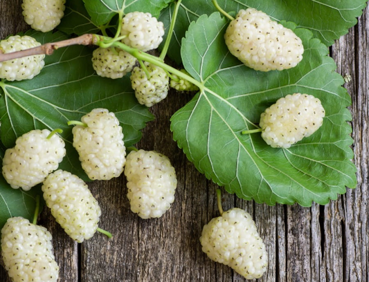 White Mulberry Leaf Extract 4:1 (1 lb Powder )