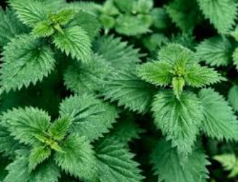 Nettle Leaf  (1 lb Powder)