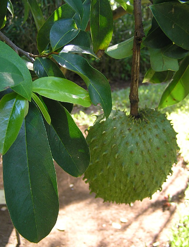 Sour Sop Leaves (2oz)