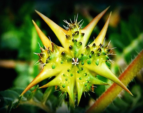 Tribulus Terrestris Capsules