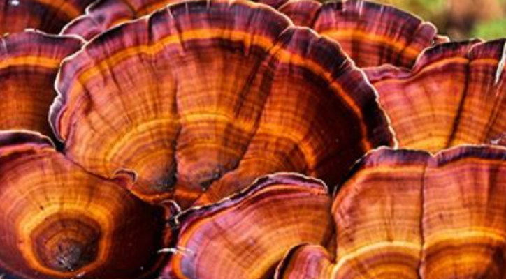 Reishi Mushroom Extract 10:1 ( 1 lb Powder)