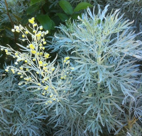 Wormwood Capsules